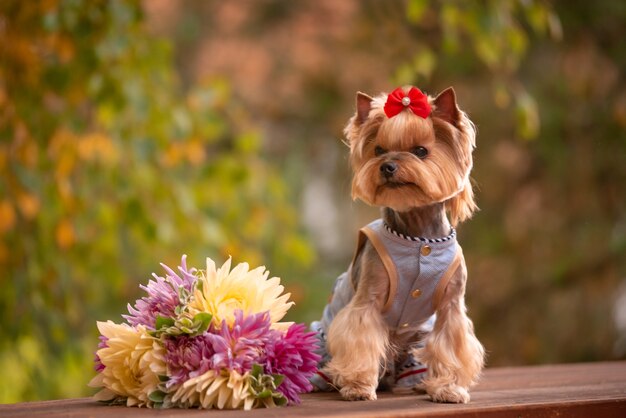 Yorkshire Terrier and cosmos field. Beautiful grooming