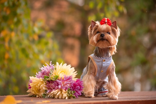 Yorkshire Terrier and cosmos field. Beautiful grooming