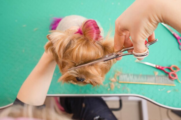 Yorkshire terriër die zijn haar laat knippen bij de trimmer.