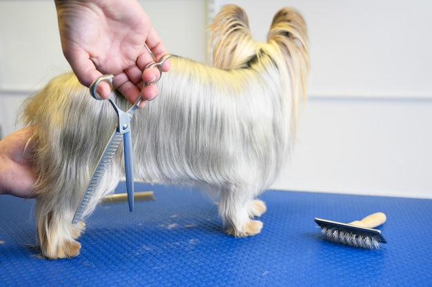 Yorkshire Terrier dog being groomed in pet care studio