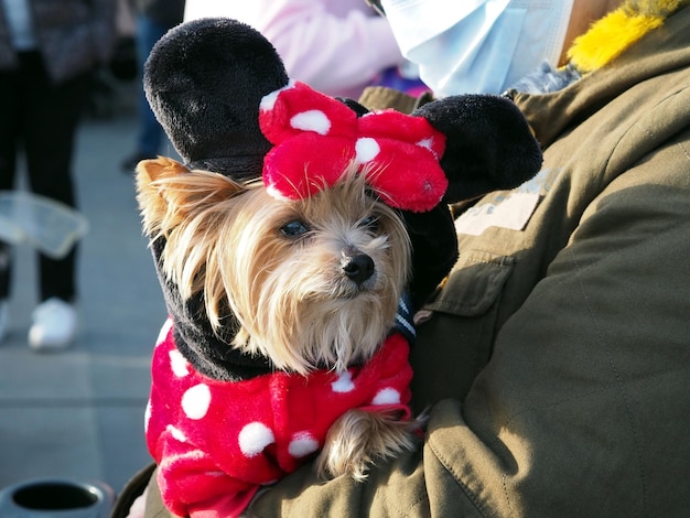 A Yorkshire Terrier dog in a carnival costume of a mouse a bow and a red dress with white polka dots