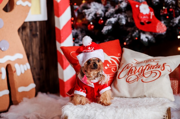 お祝いに飾られたインテリアのクリスマス服でヨークシャーテリア犬。