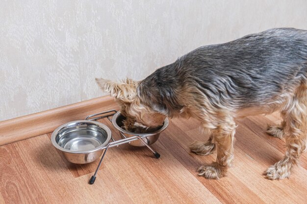 Yorkshire terrier dog eats food from a metal double bowl for\
dogs. pet care, dog feeding at home.