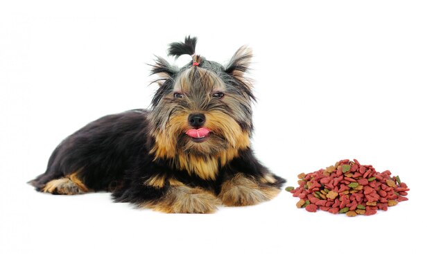 Yorkshire terrier e cibo per cani su fondo bianco