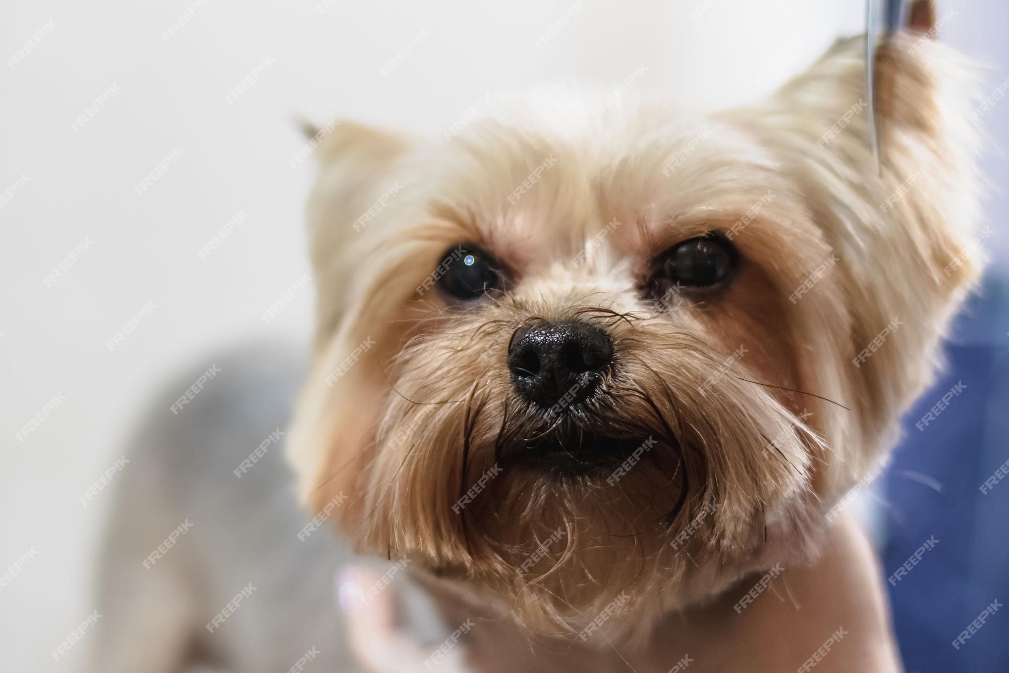 Premium Photo | Yorkshire terrier dog gets nail cut hair grooming at pet  spa close up