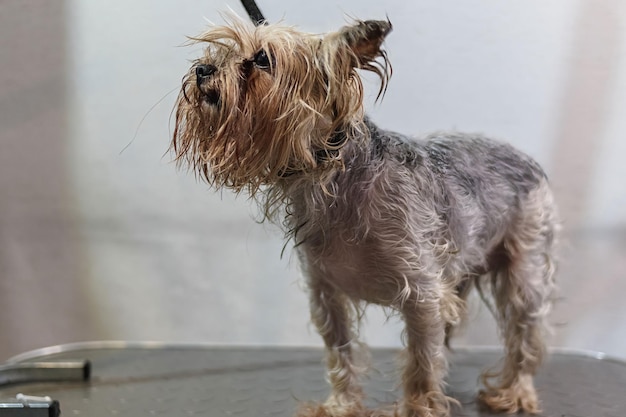 Yorkshire terrier dog gets nail cut hair grooming at pet\
spa