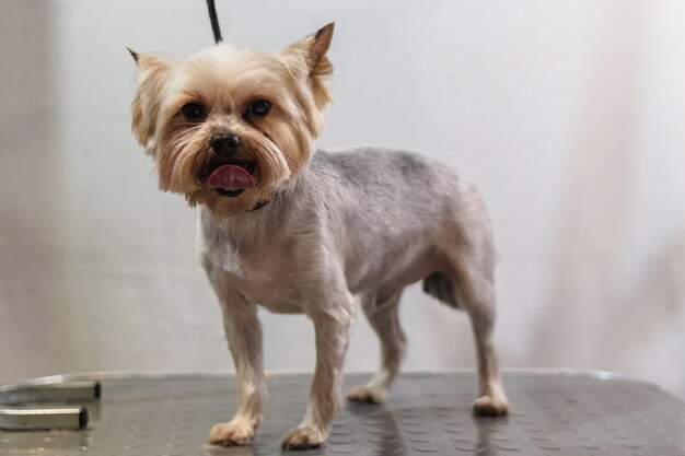 Yorkshire terrier dog gets nail cut hair grooming at pet\
spa