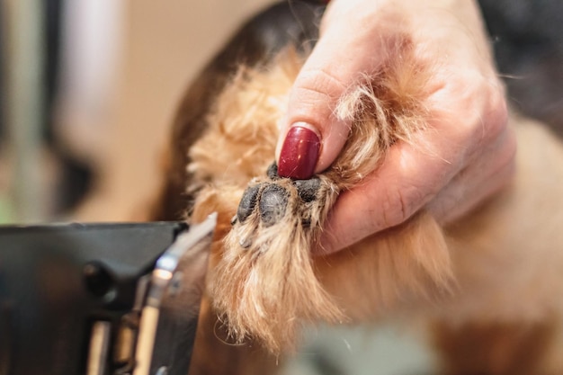 Yorkshire terrier dog grooming and brushing at home