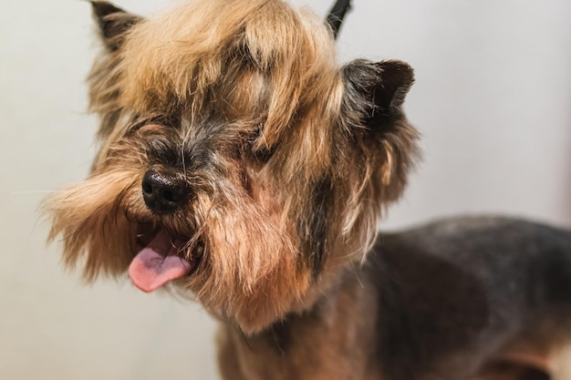 Yorkshire terrier dog grooming and cutting hair at home