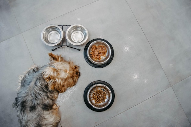 Il cane yorkshire terrier è malato e si rifiuta di mangiare nessuna depressione dell'appetito tristezza