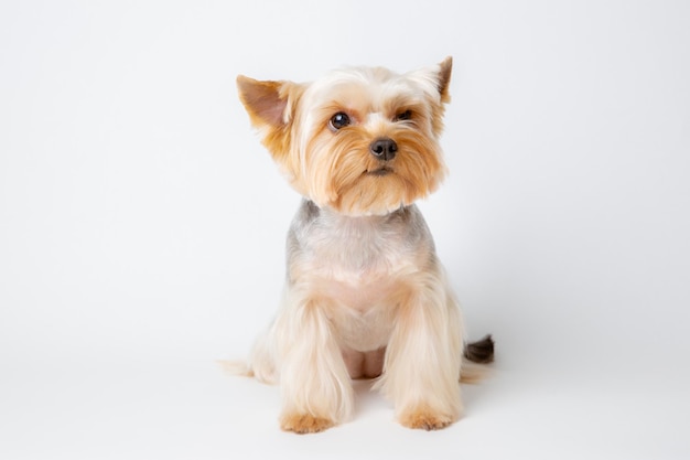 Yorkshire terrier dog isolated on a white background