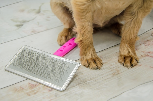 Yorkshire terrier dog paws and stiff metal brush for animals.\
pet care. close-up of the front paws of dog with a short haircut.\
dog hygiene, grooming.