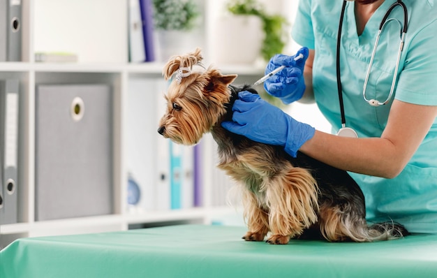 Yorkshire terrier dog receiving injection in veterinary cabinet