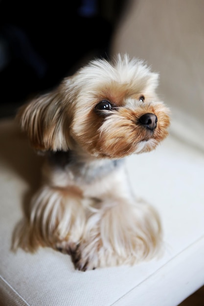 Yorkshire terrier dog sits on a chair at home and looks at the camera