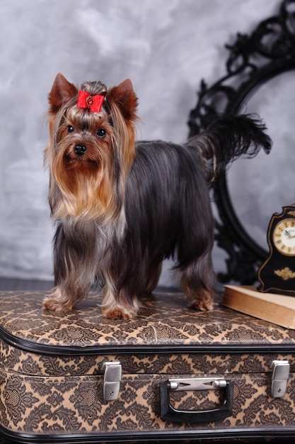 Photo yorkshire terrier dog sitting and looking at the camera