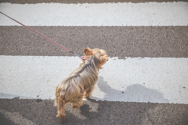 路上でヨークシャーテリア犬