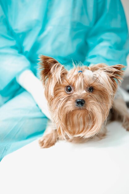 獣医クリニックでの獣医の任命でのヨークシャーテリア犬