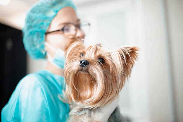 Yorkshire terrier cane all'appuntamento del veterinario in una clinica veterinaria