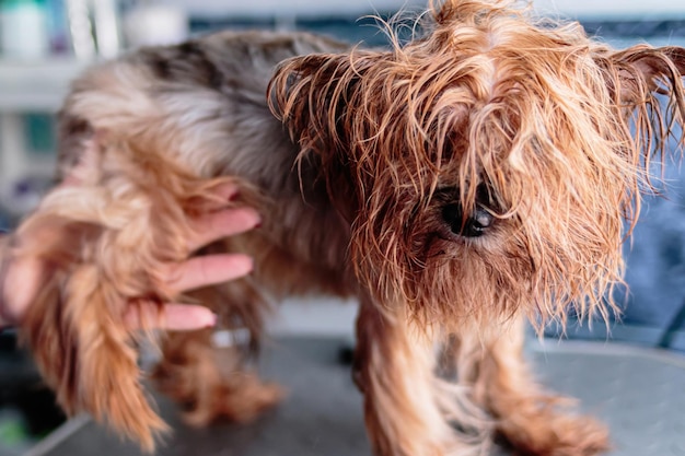 Yorkshire terrier dog washing and grooming at home