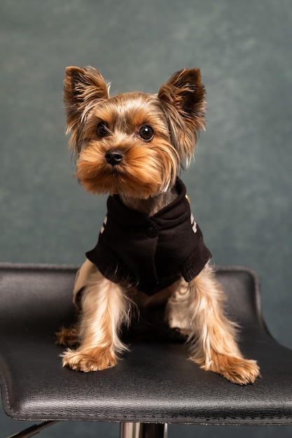 Yorkshire terrier dog