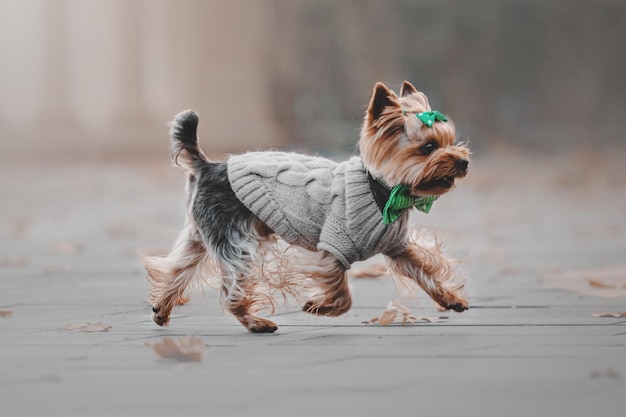 Yorkshire terrier dog