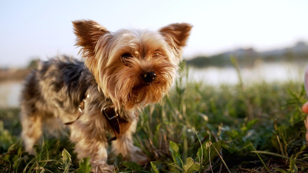 Yorkshire Terrier eet voedsel uit de palm van een klein meisje Yorkshire terrier op het gras Yorkshir