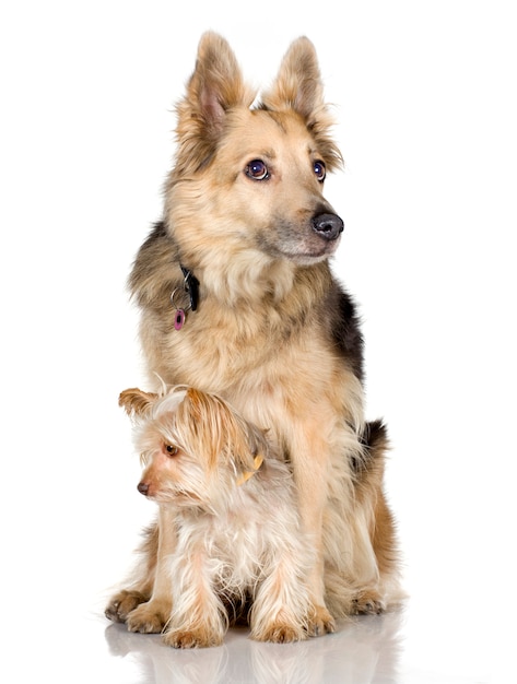 Yorkshire terrier en duitse herder poseren samen