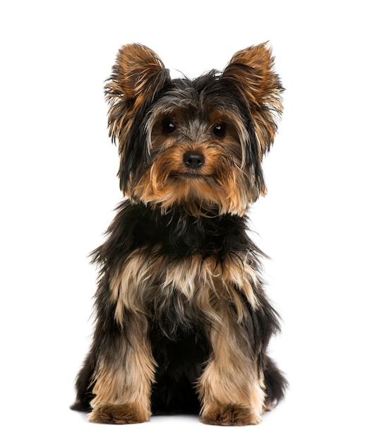 Yorkshire terrier in front of a white wall