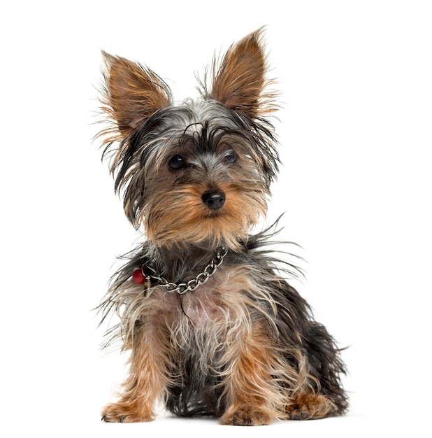 Yorkshire terrier in front of white wall