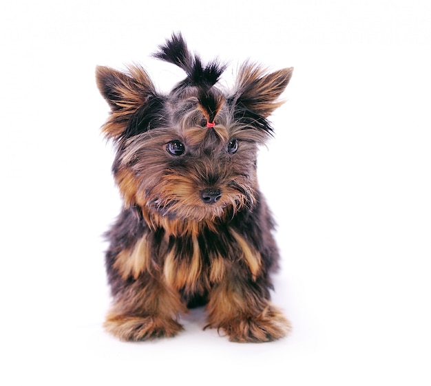 Yorkshire Terrier in front of a white wall