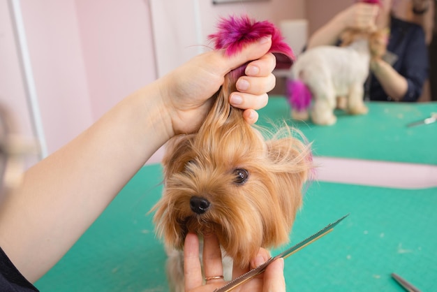 Yorkshire terrier getting his hair cut at the groomer.