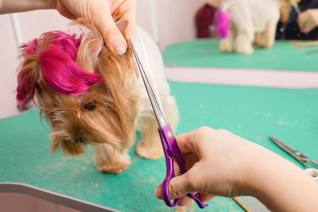 Yorkshire terrier getting his hair cut at the groomer.