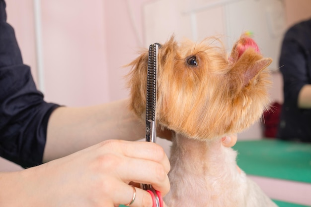 Yorkshire terrier getting his hair cut at the groomer.