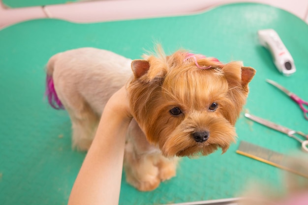 Yorkshire terrier getting his hair cut at the groomer.