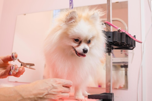 Yorkshire terrier getting his hair cut at the groomer