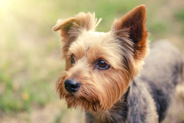 Yorkshire Terrier on grass background