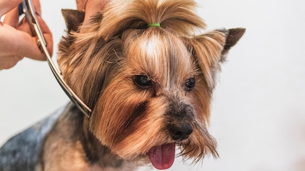 Yorkshire terrier grooming and brushing at home by professional groomer