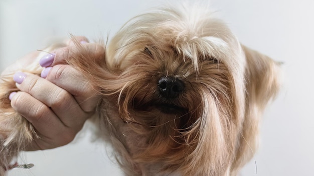 Yorkshire terrier grooming and brushing at home by professional groomer