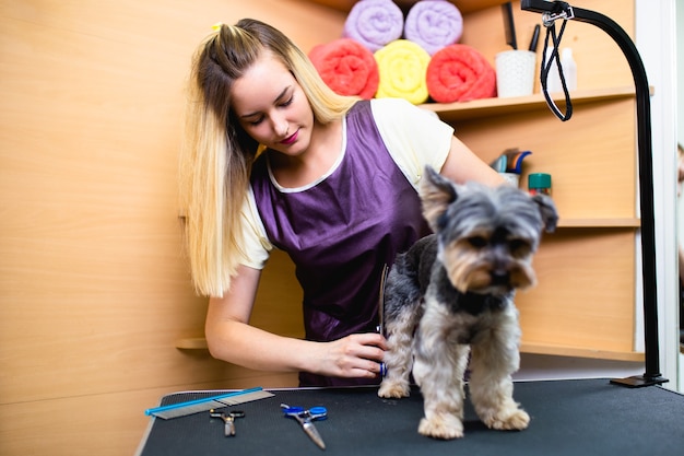 Yorkshire terrier al salone di toelettatura.