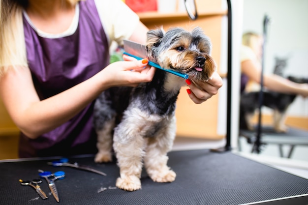 Yorkshire terrier at grooming salon.