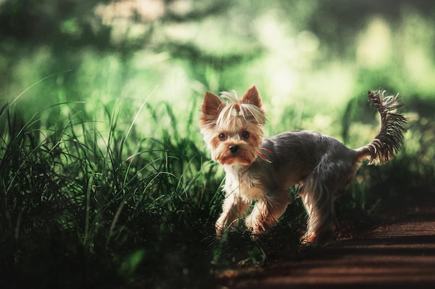 Yorkshire terrier hond close-up portret. Miniatuurhond die in de tuin zit. Leuk klein huisdier