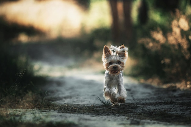 Yorkshire terrier hond close-up portret. Miniatuurhond die in de tuin zit. Leuk klein huisdier