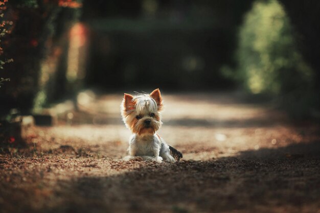 Yorkshire terrier hond close-up portret. Miniatuurhond die in de tuin zit. Leuk klein huisdier