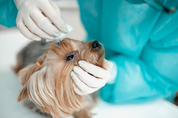 Yorkshire Terrier hond in een veterinaire kliniek vrouwelijke dierenarts arts reinigt de ogen van de hond