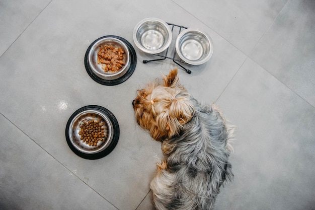 Yorkshire Terrier hond is ziek en weigert te eten Geen eetlust verdriet depressie