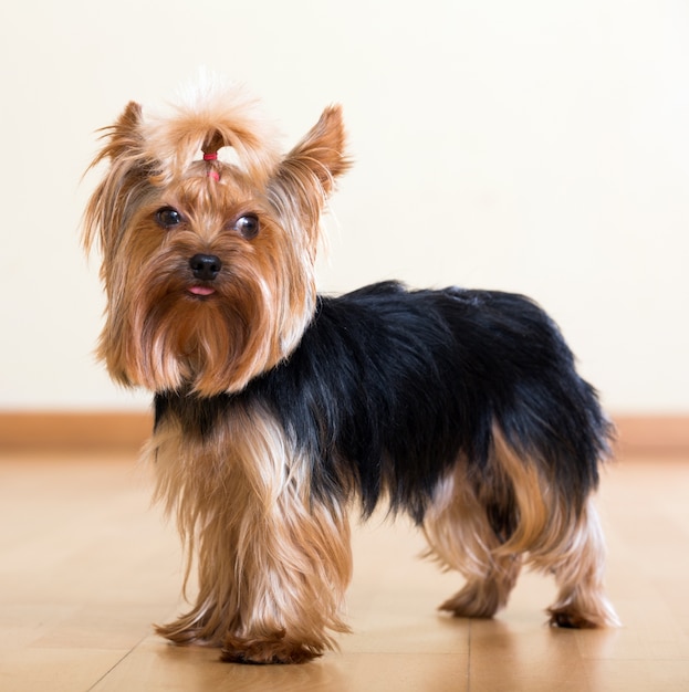 Yorkshire Terrier-hond