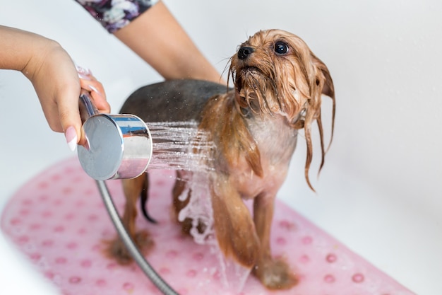 Yorkshire Terrier in de badkamer in de schoonheidssalon voor honden
