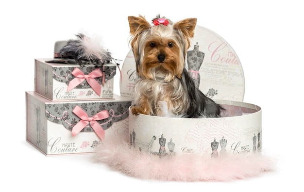 Yorkshire terrier in een kleren doos geïsoleerd op wit