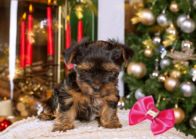 yorkshire terrier in kerstdecor