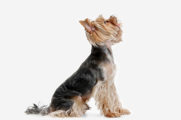 Yorkshire terrier in studio tegen een witte achtergrond